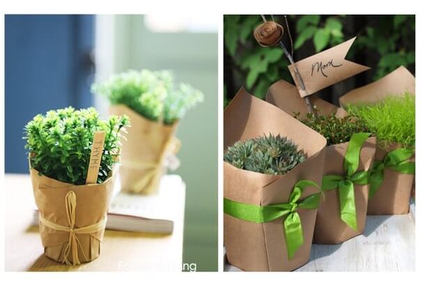 полезные цветы